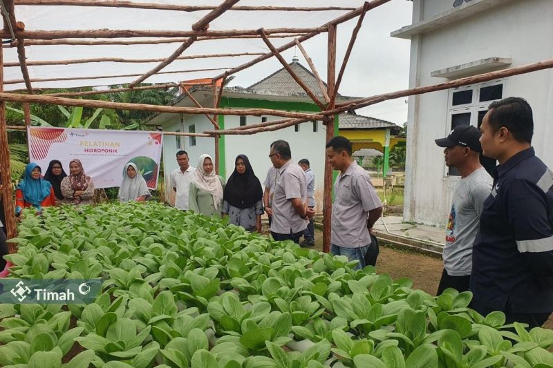 PT Timah Kembangkan Sayuran Hidroponik untuk Pemberdayaan Perempuan