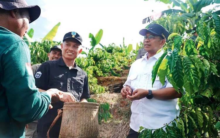 Kahingai Menjadi Sentra Pengembangan Budidaya Kopi di Lamandau