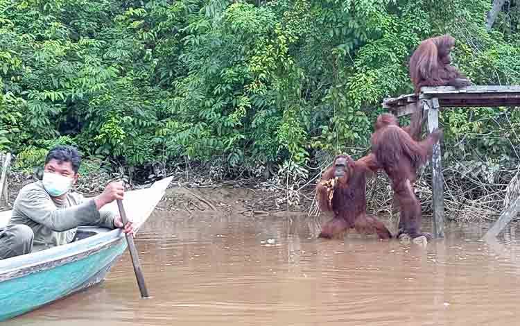 Sekolah Hutan "Pulau Salat" untuk Orangutan Kalteng Kembali ke Habitat
