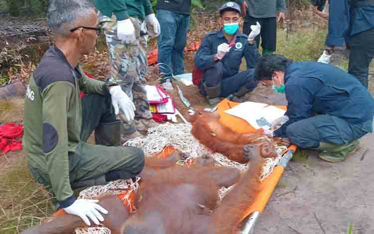 BKSDA Kalteng Selamatkan Induk dan Anak Orangutan di Kotim