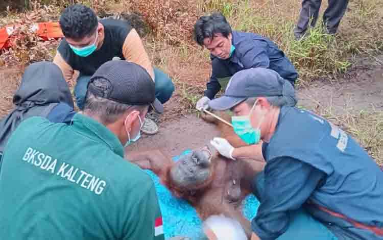 BKSDA Kalteng Temukan 3 Butir Peluru pada Tubuh Induk, Saat Rescue 2 Individu Orangutan