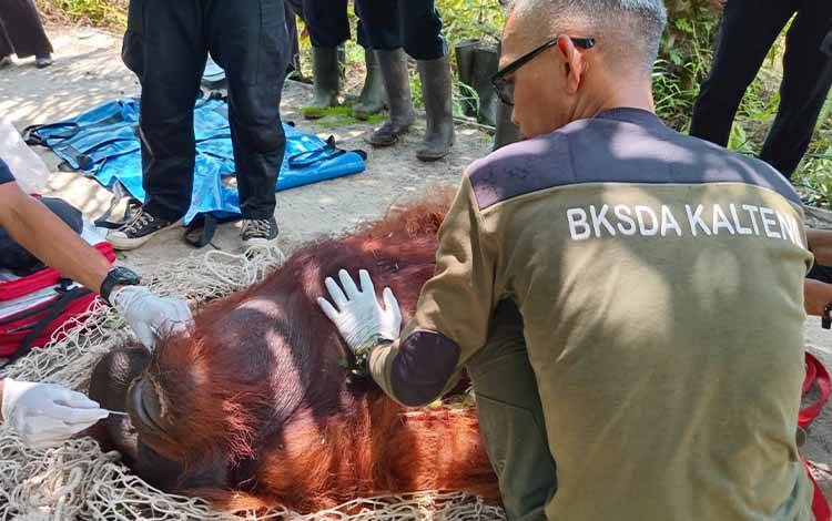 BKSDA Kalteng Selamatkan Orangutan 80 Kg di Kotim