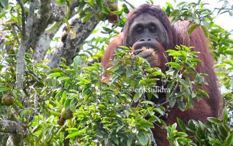 BRIN Analisis Pakan dan Habitat untuk Strategi Konservasi Orangutan