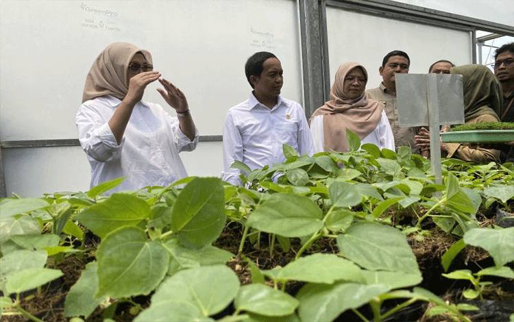 Menhut Minta Bibit Pohon untuk Masyarakat Fokus ke HHBK