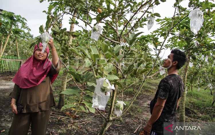 BRIN Terapkan Teknologi Paludikultur Merestorasi Lahan Gambut di Mendawai Katingan