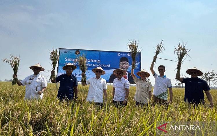 Menko Zulkifli: Bibit Padi Unggul Mampu Tingkatkan Produksi Beras