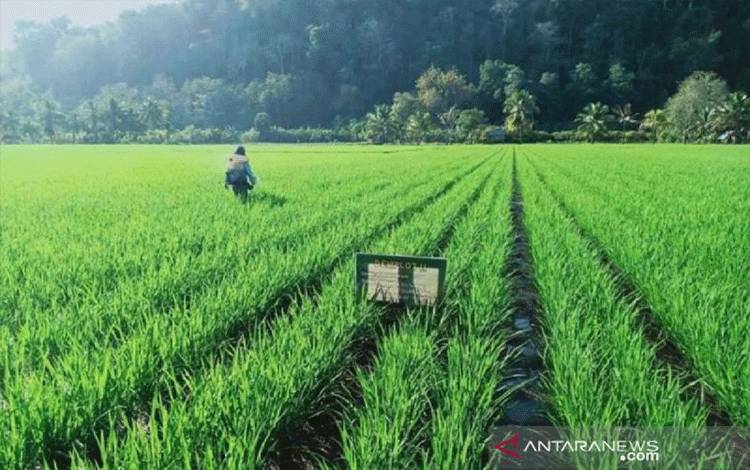 Menko Infrastruktur: Swasembada Pangan Penting Bagi Kebutuhan Domestik
