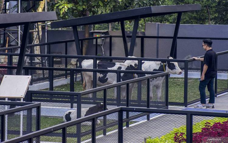 Kementan Berencana Impor 1 Juta Sapi Perah Dalam Lima Tahun