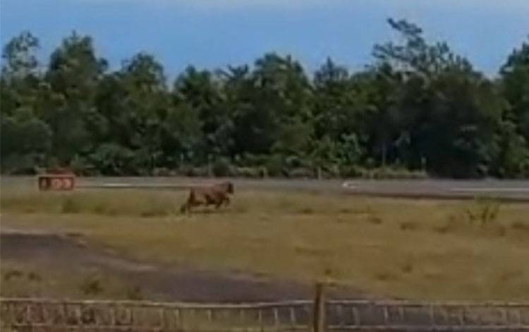 Insiden Sapi Terobos Bandara Iskandar, Ini Penjelasan Danlanud Iskandar