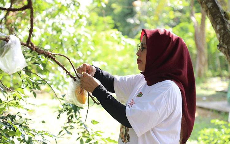 Dinas TPHP Kalteng Klaim Instalasi Perbanyakan Benih Hortikultura Berperan Penting Sukseskan Ketahanan Pangan
