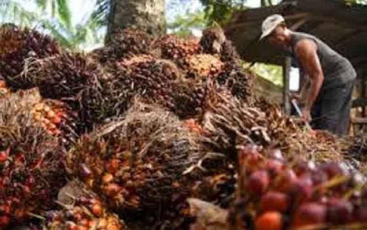RSI: Sawit Komoditas Strategis guna Capai Kedaulatan Pangan dan Energi