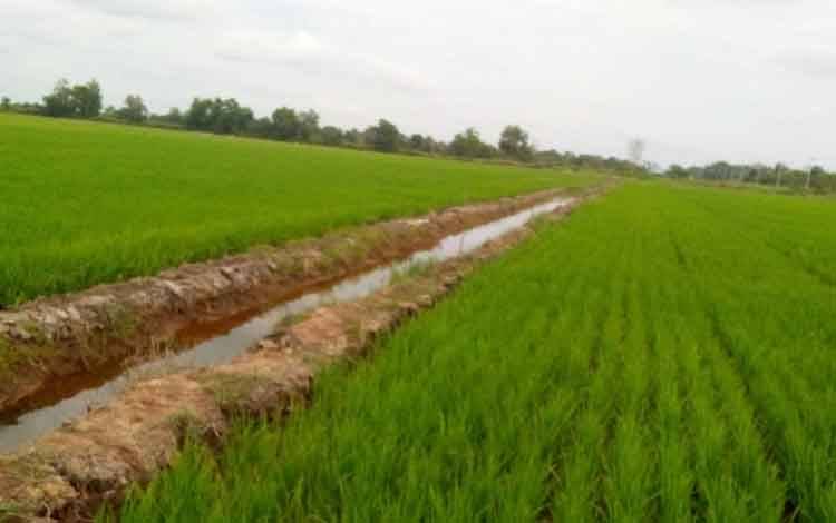 Asuransi Pertanian Jadi Topik Hangat di Kalangan Petani