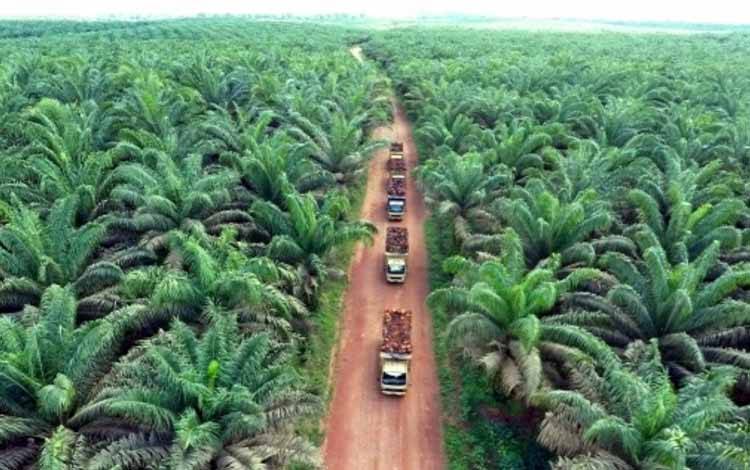Pemprov Kalteng Pastikan Keamanan Investasi Perkebunan Sawit