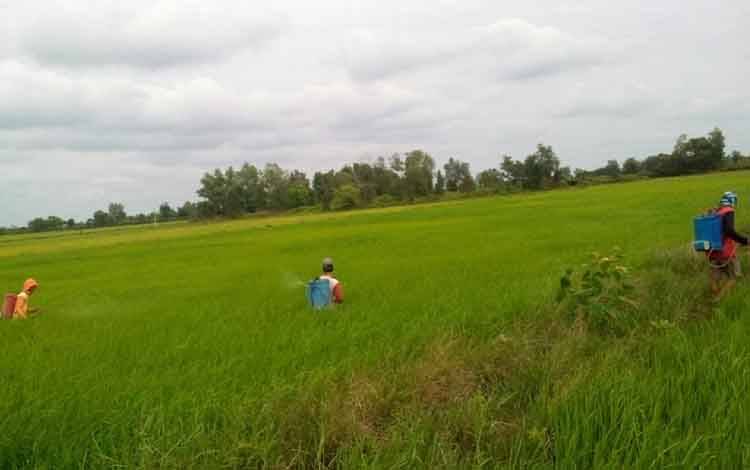 Peningkatan Kesejahteraan Petani di Kalimantan Jadi Indikator Positif