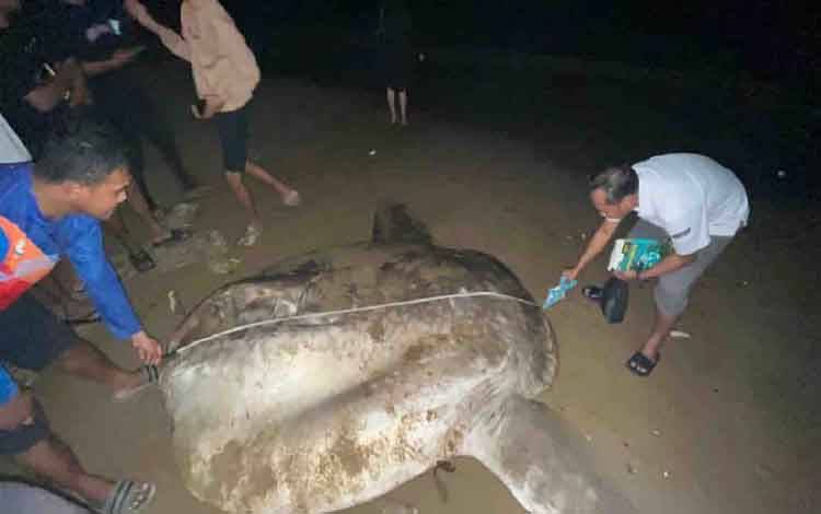 KKP Tangani Ikan Mola Mola Terdampar di Gorontalo