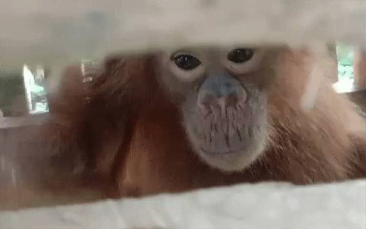 BKSDA Sampit Terima Laporan Anak Orangutan Sepekan Dirawat Warga