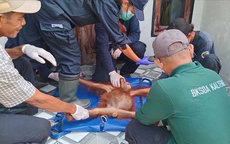 BKSDA Kalteng Amankan Anak Orangutan yang Sepekan Dirawat Warga