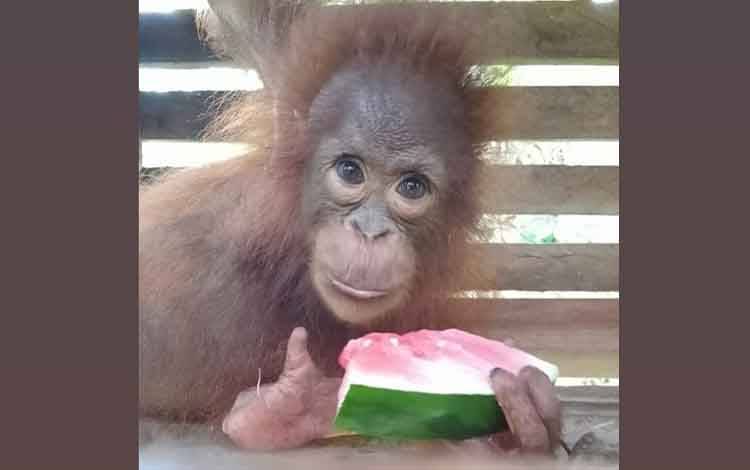 Begini Kronologis Anak Orangutan Sepekan Dirawat Warga