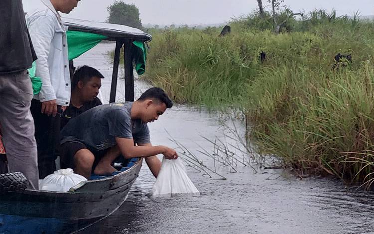 Diskan Sukamara Kembali Tebar 31 Ribu Benih Ikan Lokal di Sungai Jelai