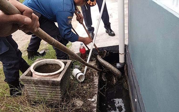 Ular Piton Sepanjang 4 Meter Penelan Kucing di Palangka Raya di Evakuasi
