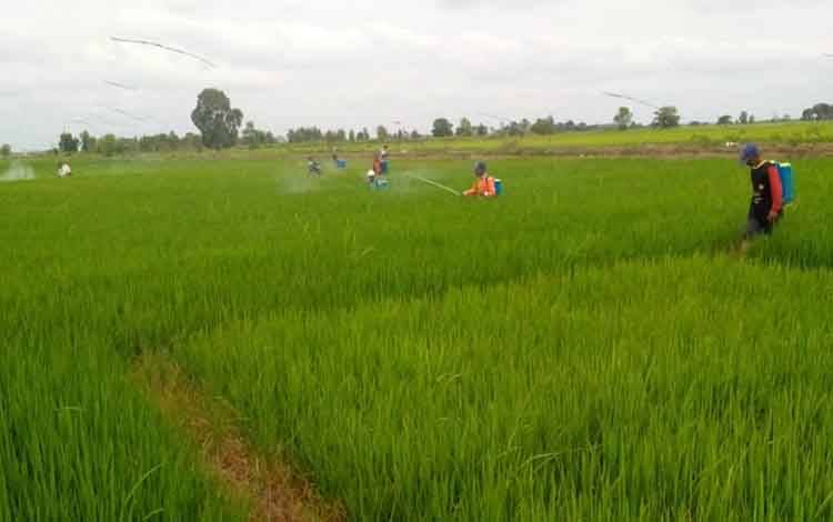 Nilai Tukar Petani Kalteng Terekam Meningkat pada Januari-November 2024