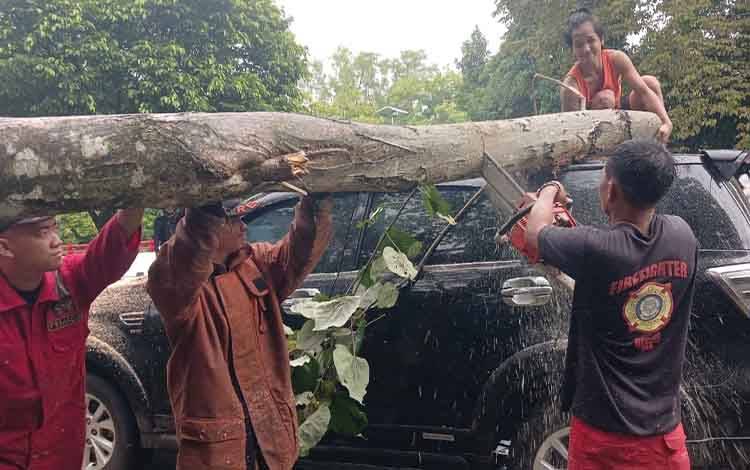 Pohon Waru Tumbang Timpa Mobil di Palangka Raya