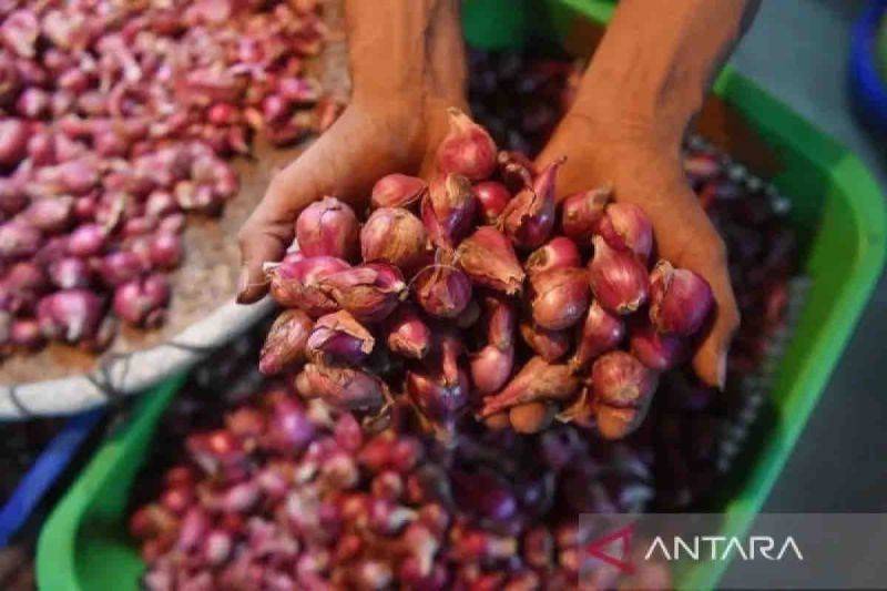 Harga Cabai dan Bawang Naik, Semen Turun di Kotawaringin Barat