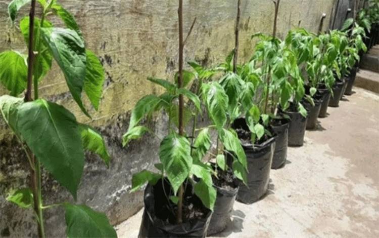 Gerbang Paraga Inovasi Baru Dorong Kesejahteraan Warga