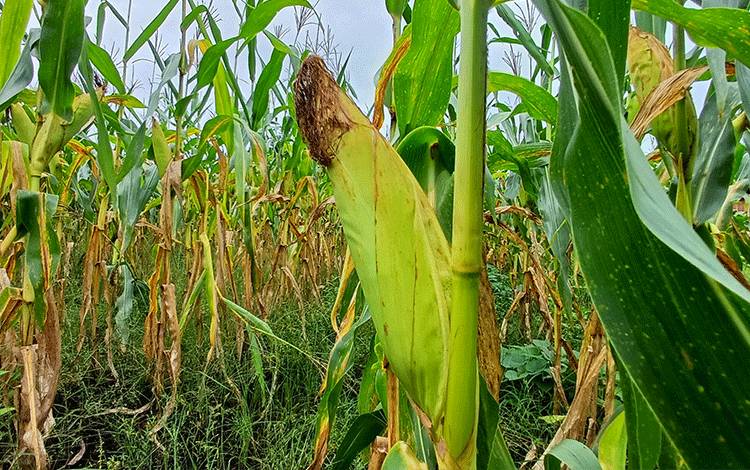Petani di Sampit Keluhkan Hasil Panen Jagung Tak Maksimal untuk Pasok Tahun Baru