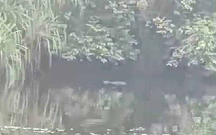 Beredar Video Buaya Besar Muncul di Dekat Permukiman Warga Desa Palangan, BKSDA Terus Pantau