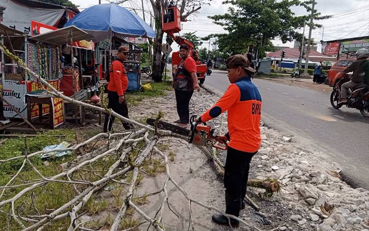 BPBD Palangka Raya Potong Dua Pohon Rawan Tumbang di Jalan Rajawali