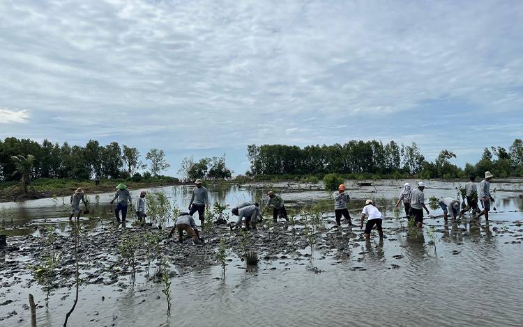 Cegah Abrasi Kawasan Pesisir, Diskan Seruyan Dorong Penanaman Mangrove