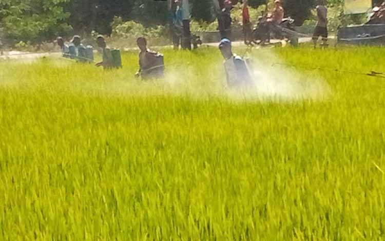 NTP Tanaman Pangan di Kalteng Alami Kenaikan Terutama Padi