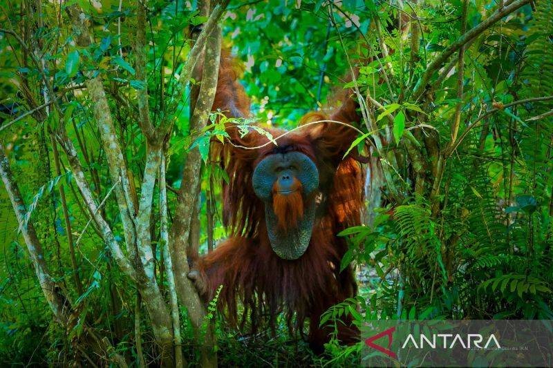OIKN-BOSF Kolaborasi Kembangkan Kawasan Lindung Kota Nusantara Samboja