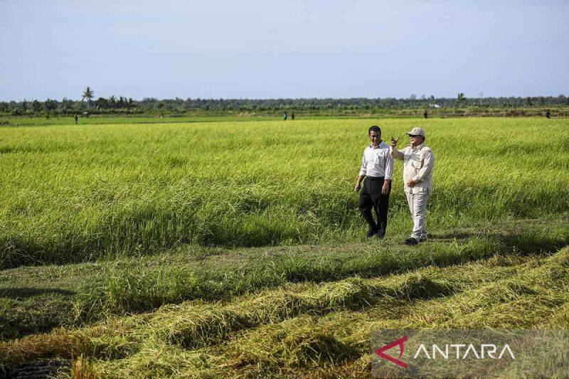Merancang Sistem Agribisnis untuk Efektivitas Food Estate di Indonesia