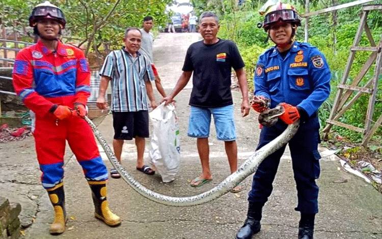 Ular Piton Sepanjang 3 Meter di Kandang Ternak di Evakuasi