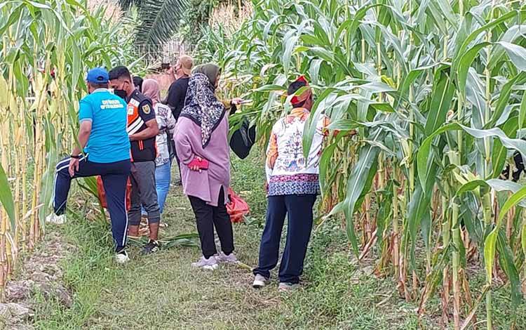 15 Hektare Lahan Siap Ditanami Jagung di Kecamatan Seranau
