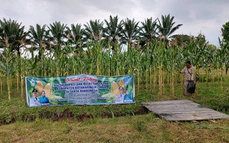 Luasan Panen Jagung di Kotim Meningkat Signifikan di 2023