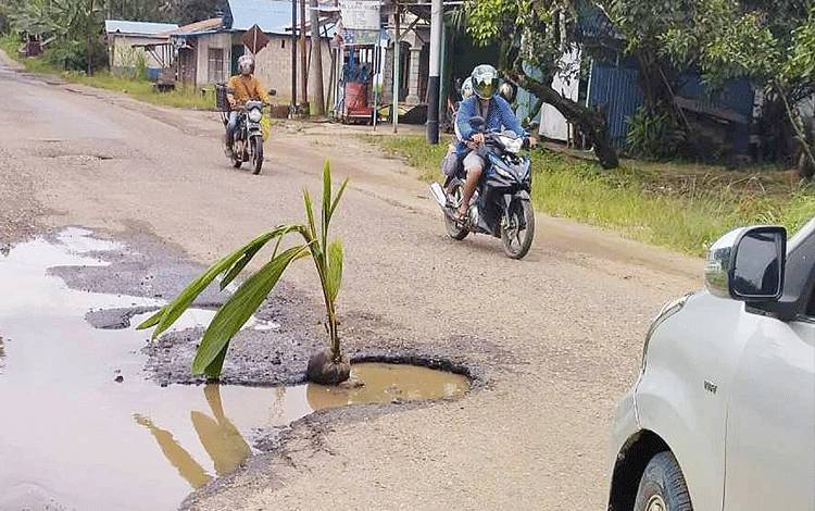 Wakil Ketua BPD Sumur Tanam Tunas Kelapa di Jalan Berlubang