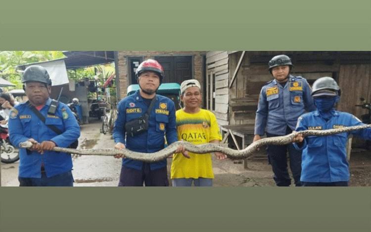 Ular Piton 3,5 Meter di Kandang Ayam Warga Sampit Dievakuasi