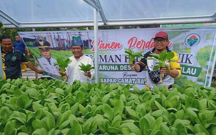 Karang Taruna Pulau Mambulau Panen Perdana Sayuran Hidroponik