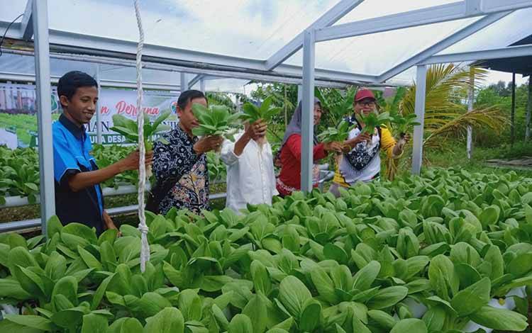 Budidaya Hidroponik di Pulau Mambulau Dukung Ketahanan Pangan Desa