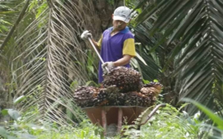 DPRD dan Bapenda Kalteng Bahas Kebijakan Pajak dan Perlindungan Petani Sawit