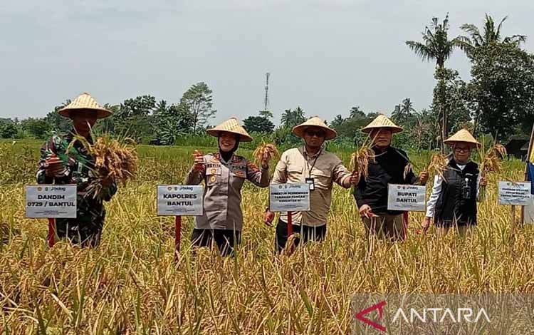Kementan: Stok Benih Padi pada Februari 2025 Tersedia 14 Ribu Ton