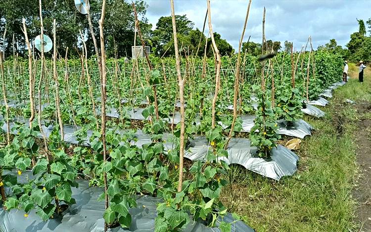 Curah Hujan Tinggi Miliki Dampak Positif dan Negatif Bagi Petani