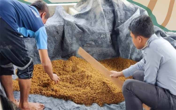 Dukung Ketahanan Pangan, Rutan Kapuas Lakukan Penyemaian Padi