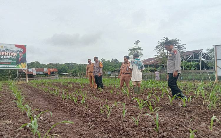 Camat Baamang Pantau Program Tanam Jagung di Baamang Hulu