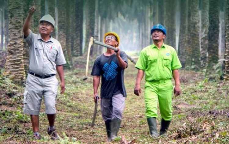 Rencana Strategis BPDPKS Tahun 2020-2024 Diklaim Terlaksana dengan Baik