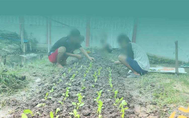 WBP Rutan Kuala Kapuas Budidayakan Pokcoy Wujudkan Kemandirian Pangan
