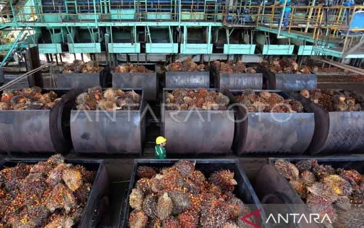 Kemendag: Pelemahan Harga CPO karena Penurunan Permintaan dari India
